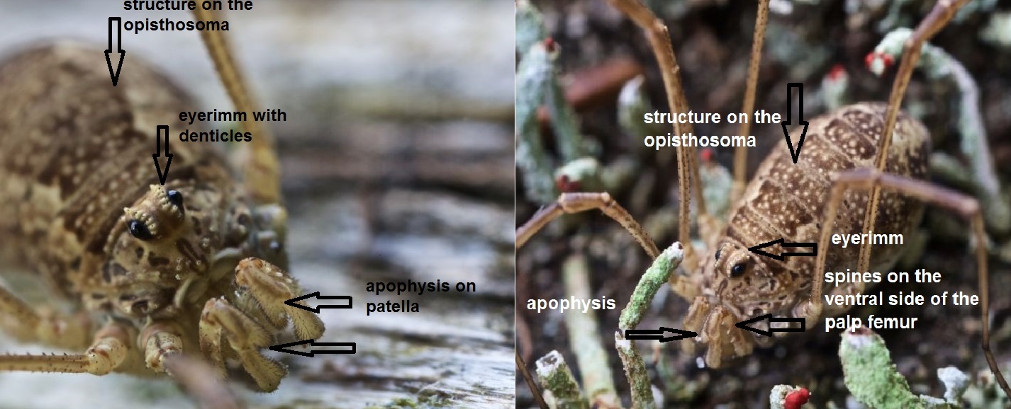 Opilione dell''Alto Adige: Rilaena triangularis (Phalangiidae)